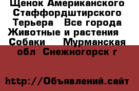 Щенок Американского Стаффордштирского Терьера - Все города Животные и растения » Собаки   . Мурманская обл.,Снежногорск г.